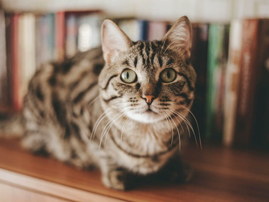 Imagem cat-casa